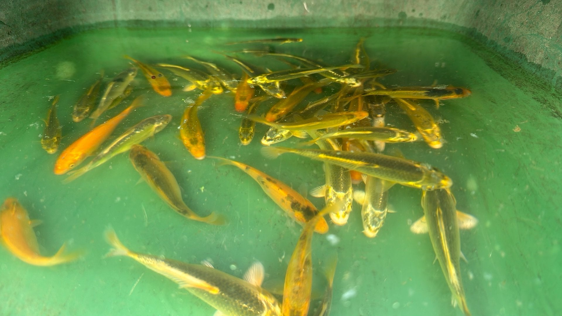 Vis, Dieren en Toebehoren, Karper of Koi