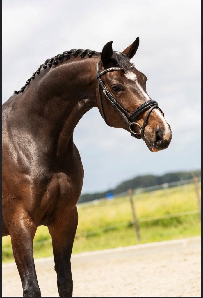 Prachtige Merrie O 'Jackie van Just Wimphof X Sandreo, Dieren en Toebehoren, Merrie, Met stamboom, M, Dressuurpaard
