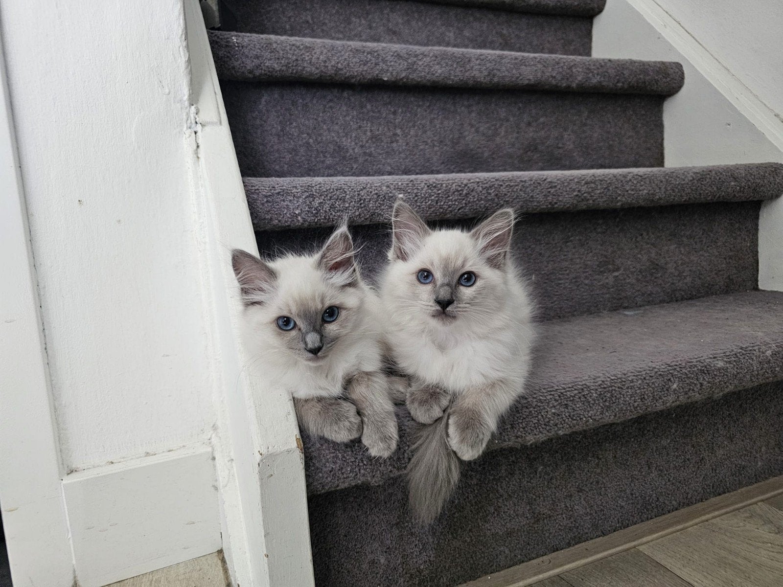Ragdoll kittens met stamboom, Meerdere dieren, Met stamboom, 0 tot 2 jaar