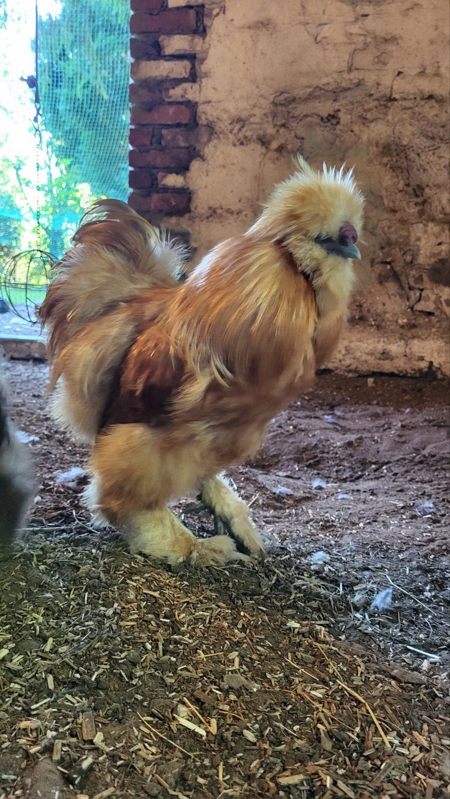 USA zijdehoen haan, Dieren en Toebehoren, Pluimvee, Mannelijk, Kip