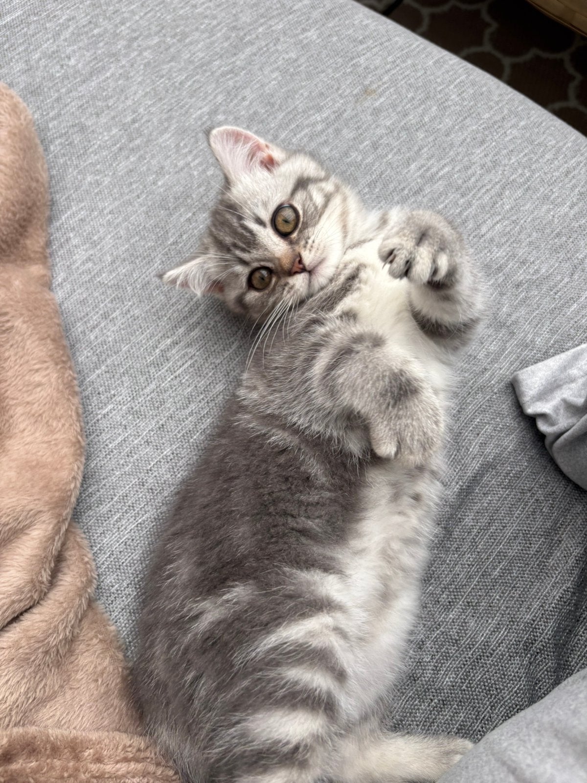 Britse korthaar kittens (nog 1 grijs/wit beschikbaar), Dieren en Toebehoren, Meerdere dieren, Kortharig, 0 tot 2 jaar