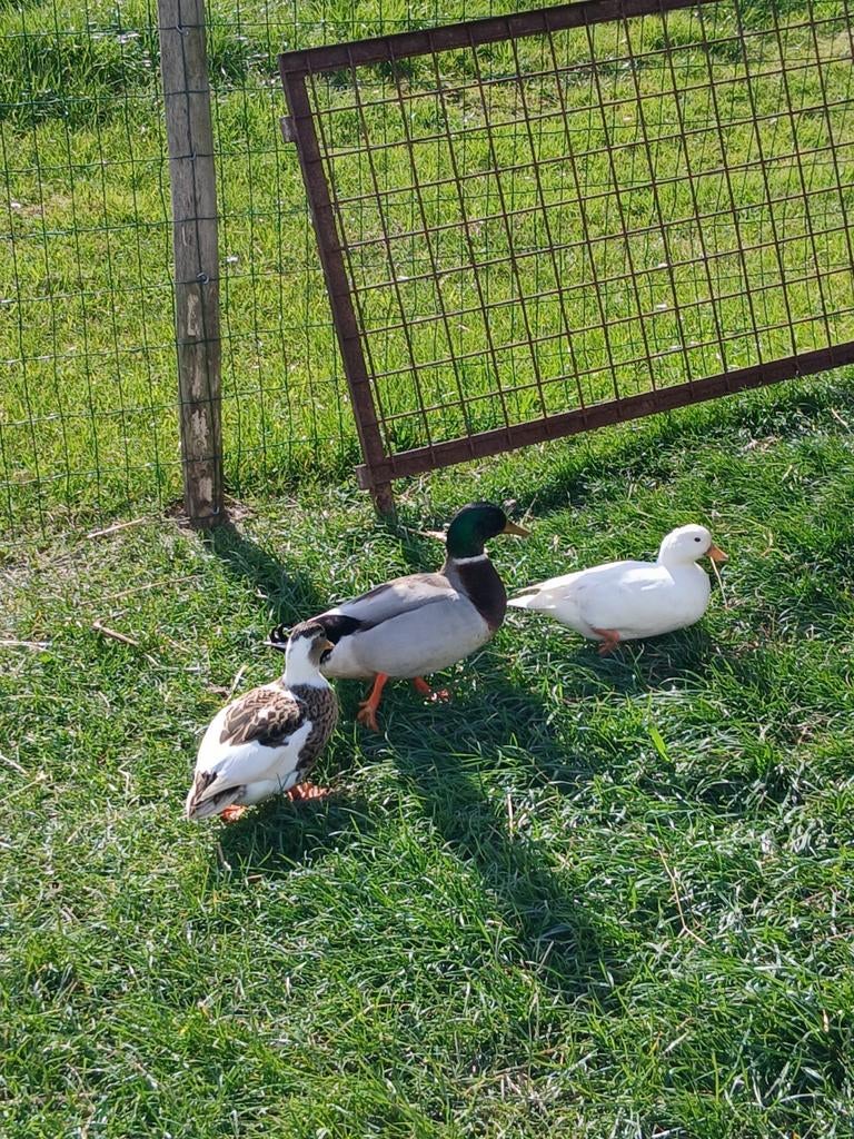 Kwakers, Dieren en Toebehoren, Eend
