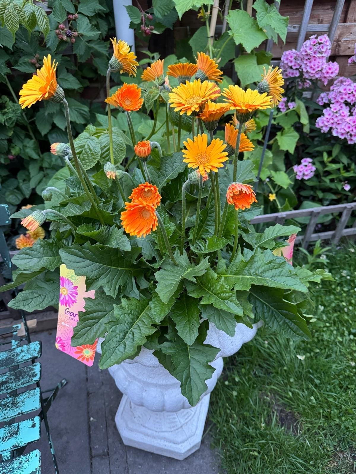 Gerbera in pot - Oranje bloemen voor uw tuin of balkon, Volle zon, Vaste plant, Zomer, Ophalen