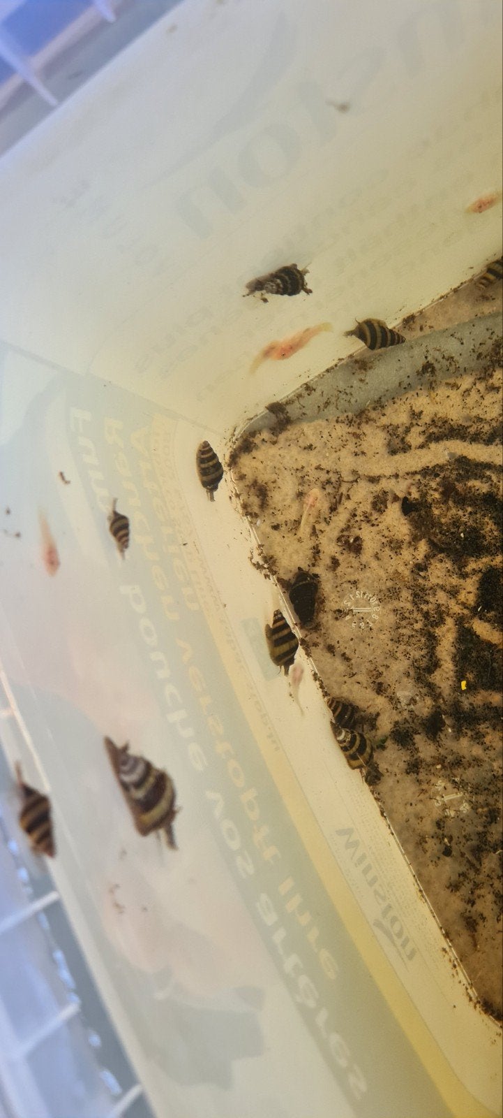 Te koop! Anatome Helena slakken, Dieren en Toebehoren, Vissen | Aquariumvissen, Slak of Weekdier, Zoetwatervis, Schoolvis