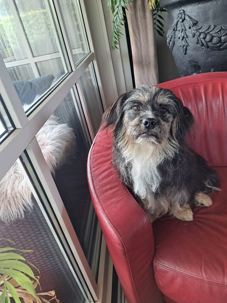 lieve maltipoo pup  ( reutje ), Parvo, Nederland, 15 weken tot 1 jaar, Eén hond