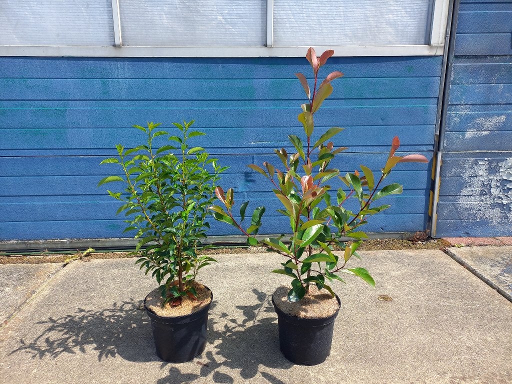 Portugese Laurier voor hagen ca.70cm hoog €6,95, Tuin en Terras, Ophalen, Laurier, Minder dan 100 cm
