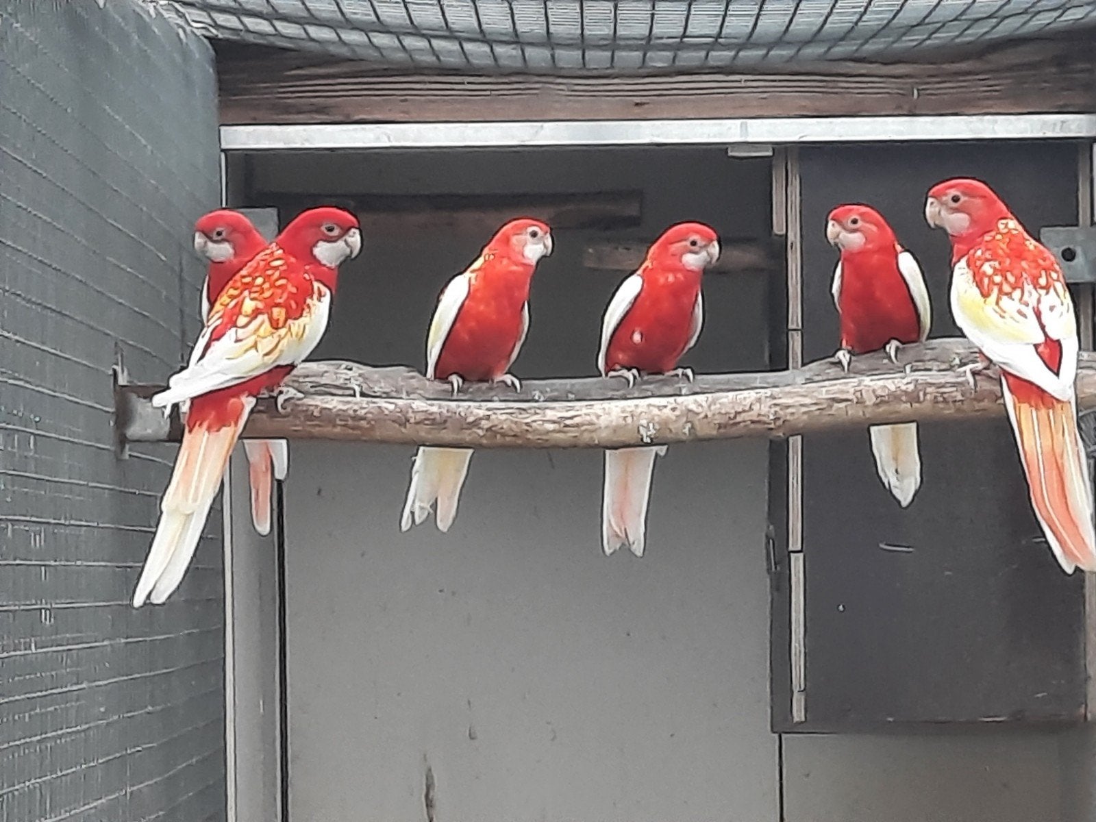Rubino rosella's, Dieren en Toebehoren, Meerdere dieren, Parkiet, Geringd