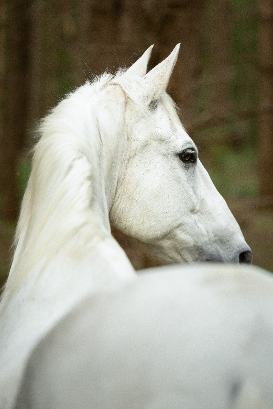 gratis biologische paarden mest, Dieren en Toebehoren, Ophalen