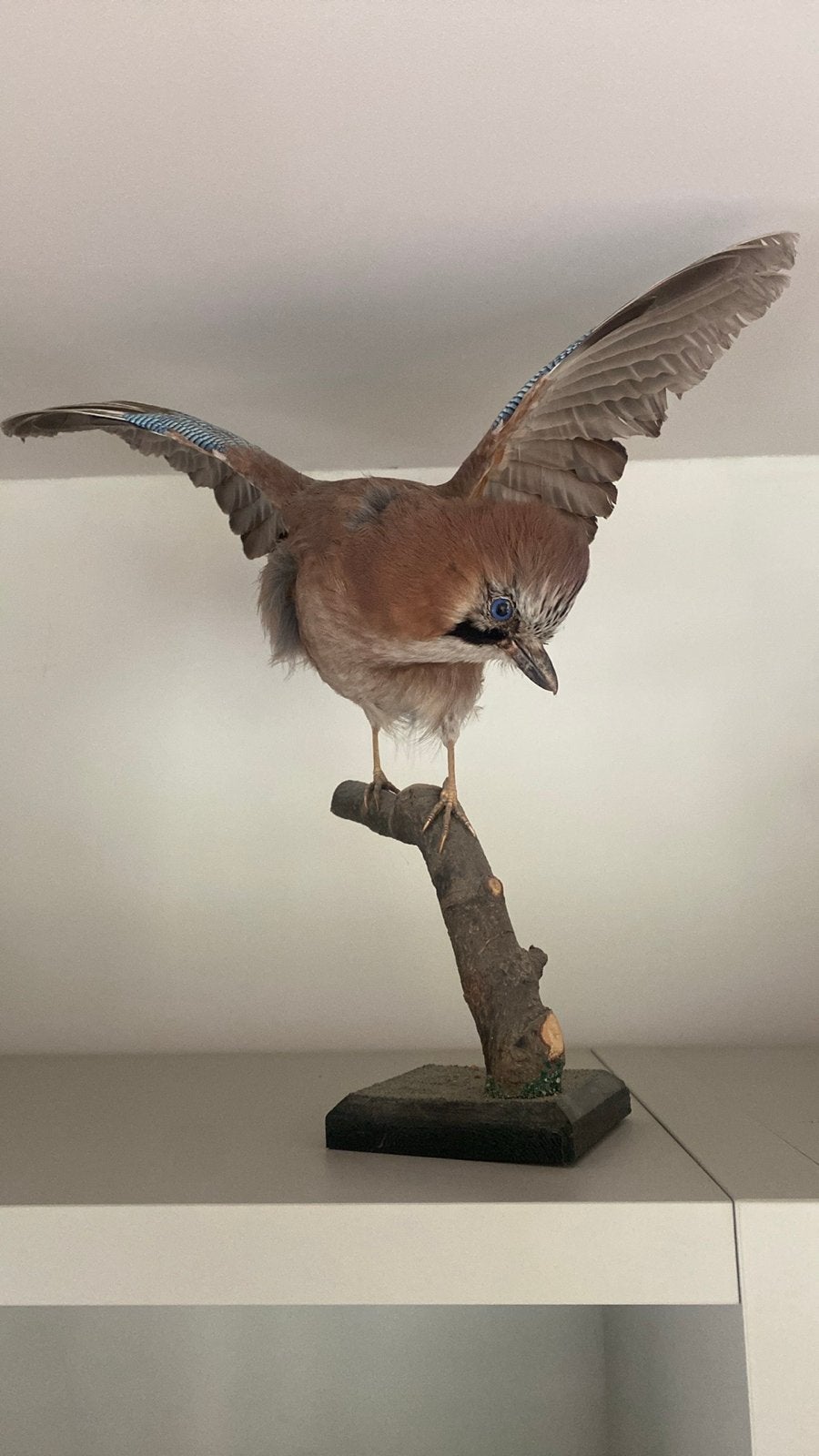 Opgezette Vlaamse Gaai, Verzamelen, Ophalen of Verzenden, Vogel, Opgezet dier