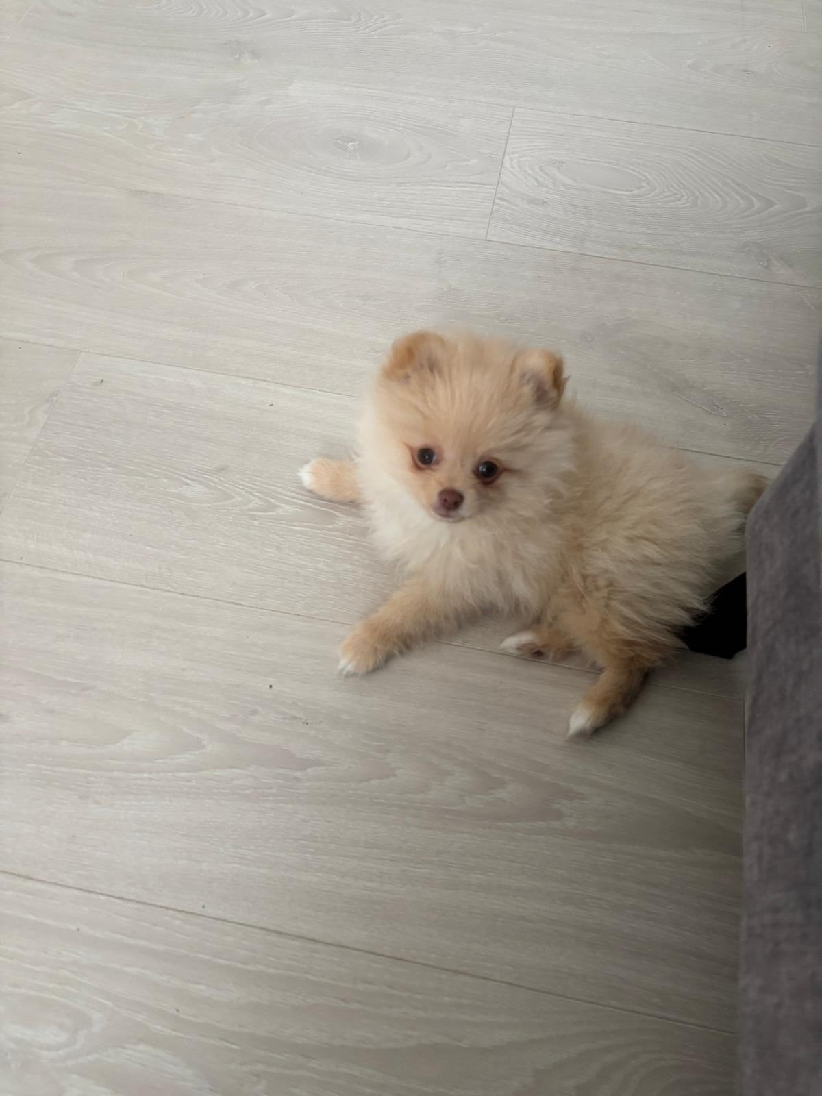 Iief pomeriaan pup reutje zoekt een liefdevol thuis, CDV (hondenziekte), 8 tot 15 weken, Eén hond, Nederland