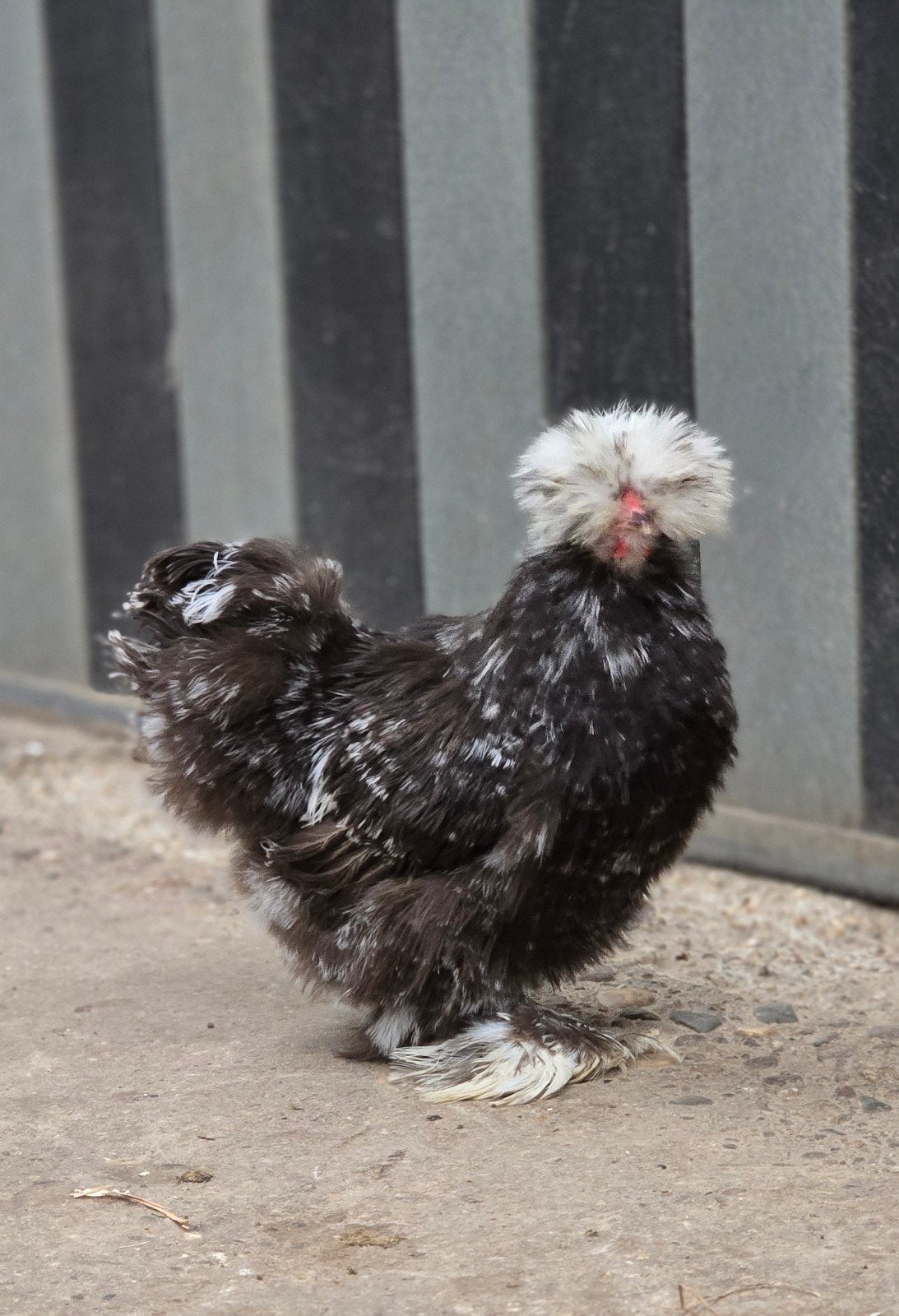 Prachtig choco mottled zijdehoender haantje van 5 maanden, Dieren en Toebehoren, Pluimvee, Mannelijk, Kip