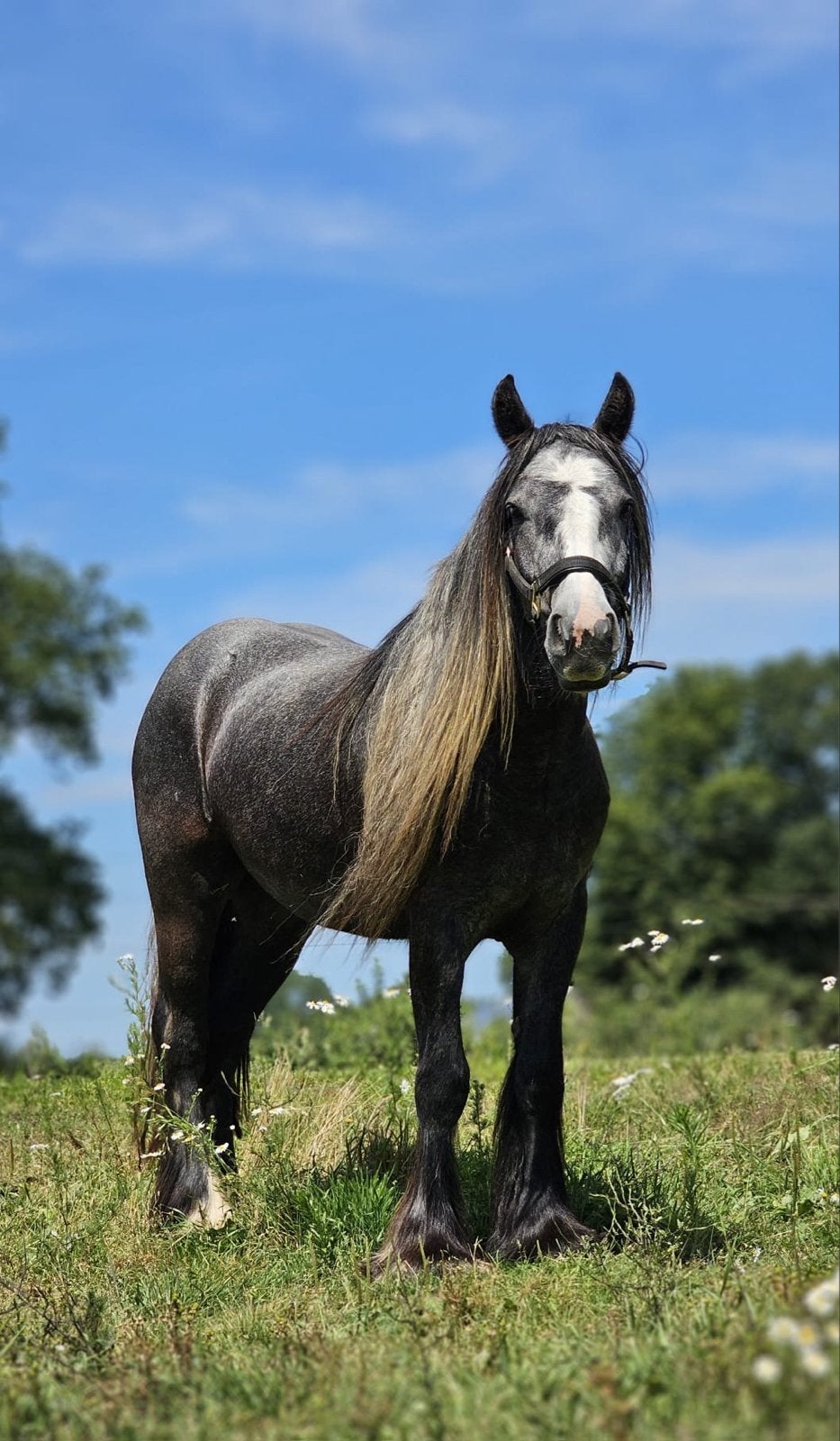 Tinker, Ophalen of Verzenden, Paard, Beeldje of Figuurtje