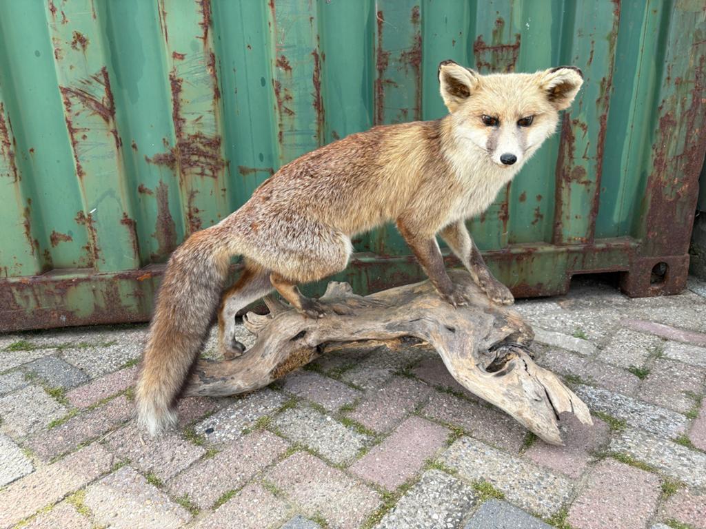 Opgezette vos, Verzamelen, Dierenverzamelingen, Ophalen, Zo goed als nieuw, Wild dier, Opgezet dier