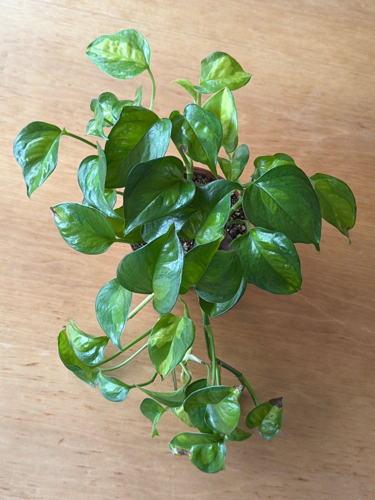 Epipremnum Global Green - hele plant (5 stekken in pot ), Huis en Inrichting, Kamerplanten, Ophalen