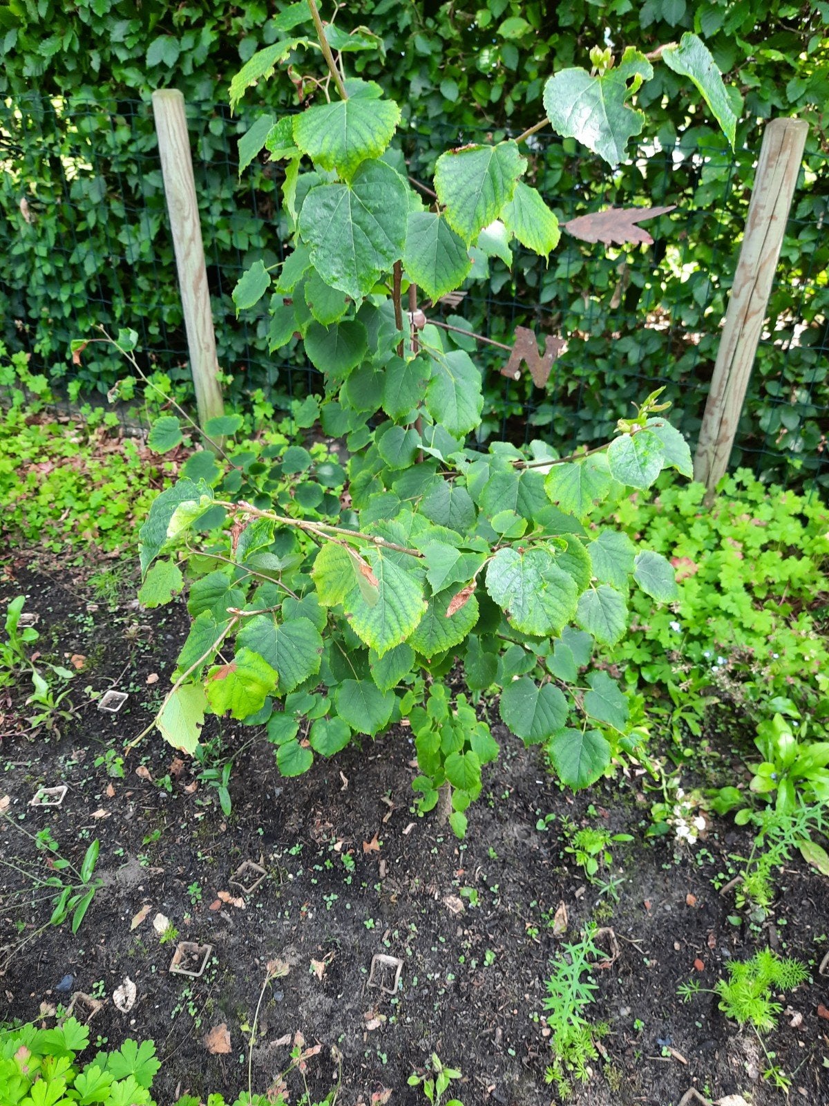 Winterlinde - Jonge boom voor uw tuin, Overige soorten, 100 tot 250 cm, Zomer, Ophalen