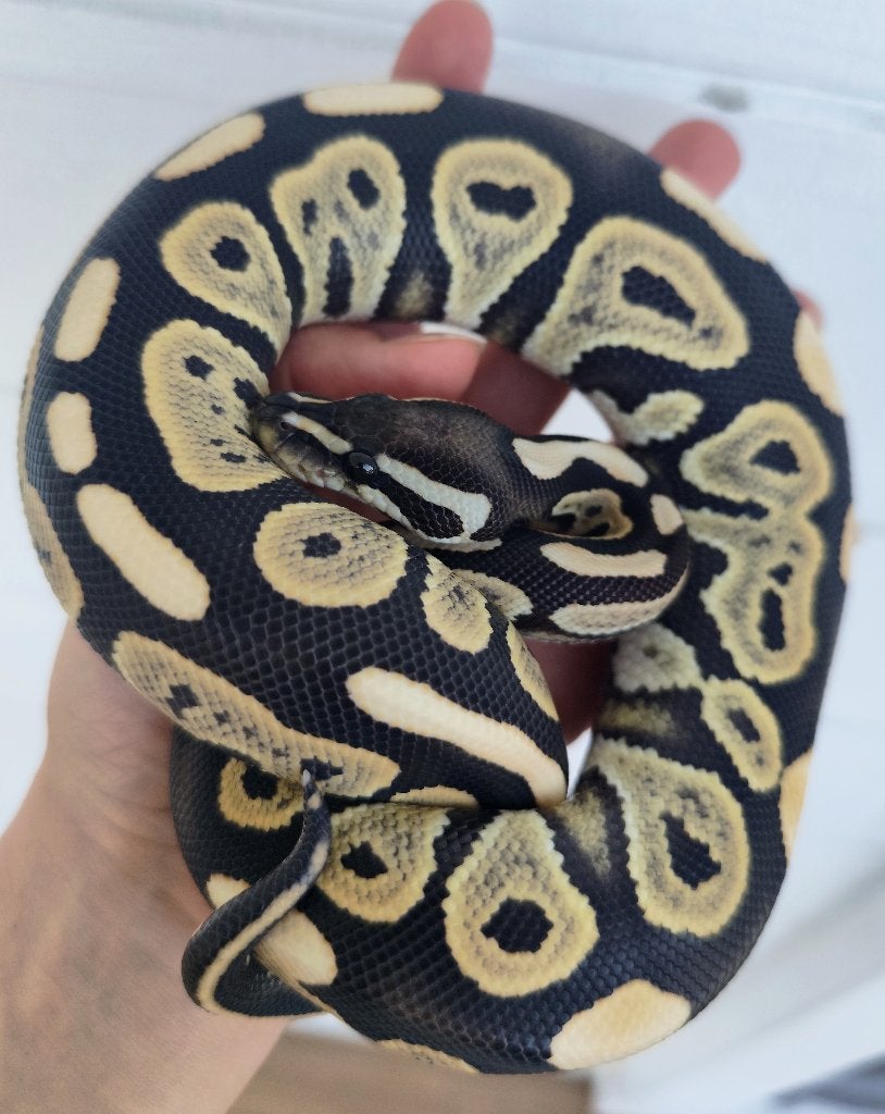0.1 Cinny DG - Python regius Ball Python - female for sale from MedusaRoyals
