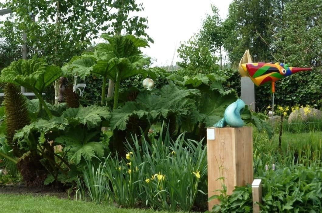 Gunnera Manicata, Tuin en Terras, Planten | Tuinplanten, Ophalen, Overige soorten, Volle zon