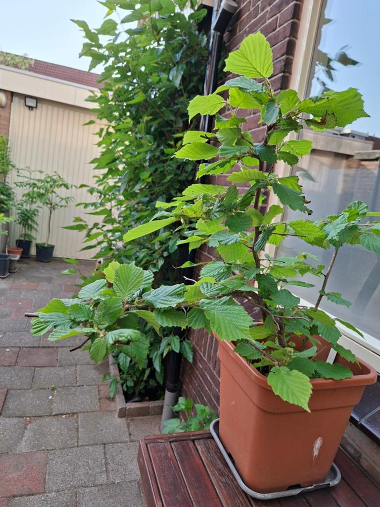 Hazelaar struik, Tuin en Terras, Ophalen, Overige soorten, 100 tot 250 cm