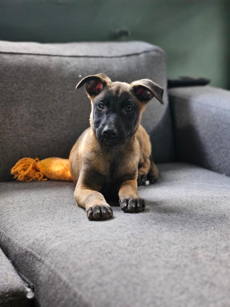 Mechelse herder pup tot zaterdag gereserveerd, 8 tot 15 weken, Teef, Eén hond, Herder