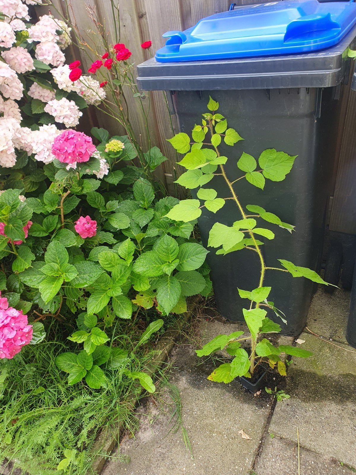 Japanse Wijnbes (Rubus phoenicolasius) - Fruitplant, Vaste plant, Ophalen of Verzenden, Halfschaduw, Zomer