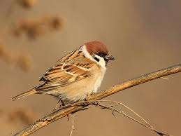 RINGMUSSEN, Meerdere dieren, Wildzangvogel, Geringd