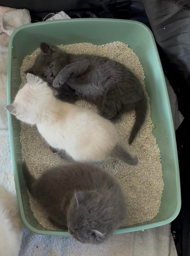 3 mooie sociale kittens, Dieren en Toebehoren, Meerdere dieren, 0 tot 2 jaar
