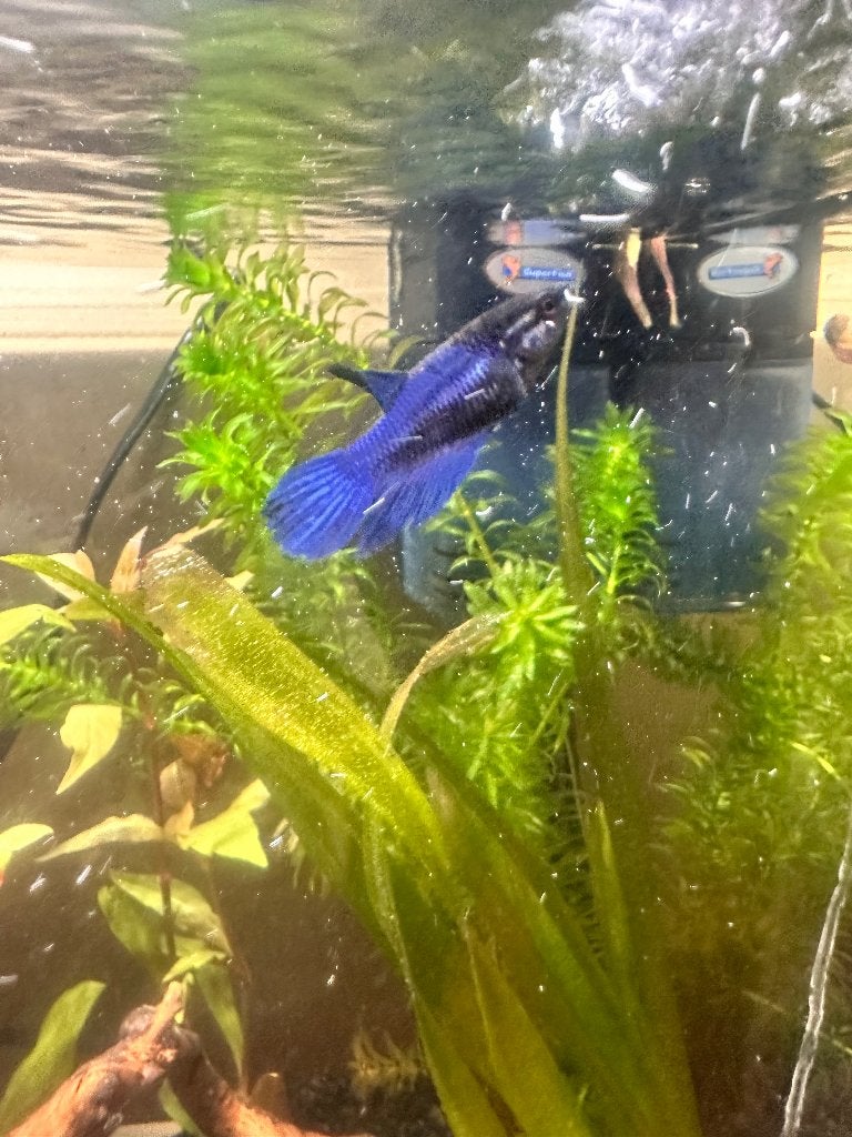 Betta vrouwen, Vis, Zoetwatervis