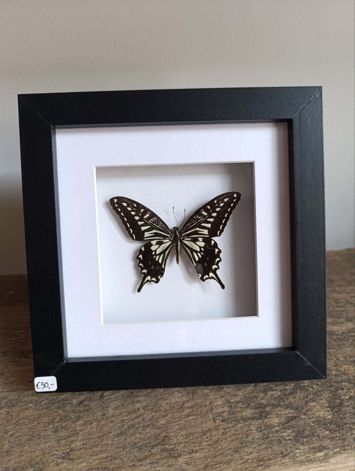 Vlinder - Papilio Xuthus - Zelf geprepareerd in lijst!, Verzamelen, Ophalen, Nieuw, Insect, Opgezet dier