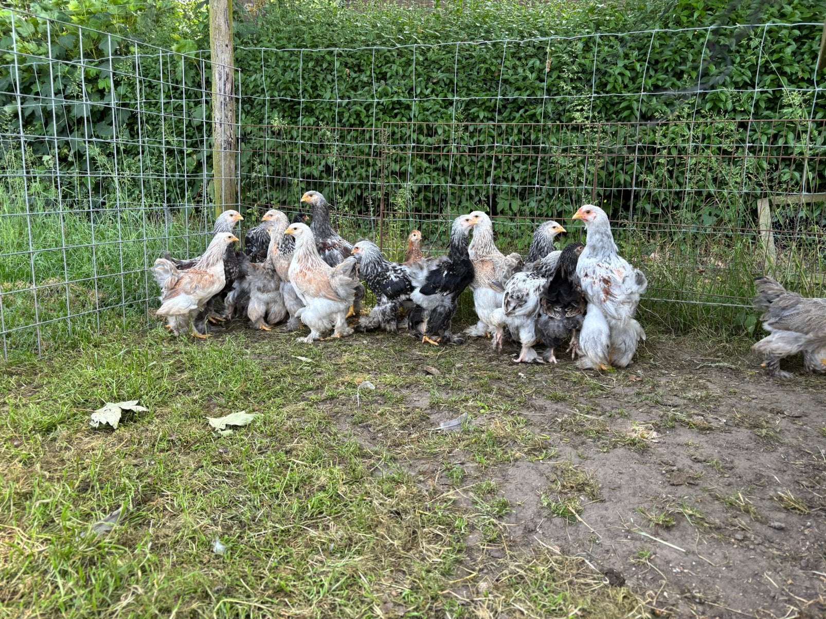 Brahma kuikens, Dieren en Toebehoren, Pluimvee, Geslacht onbekend, Kip
