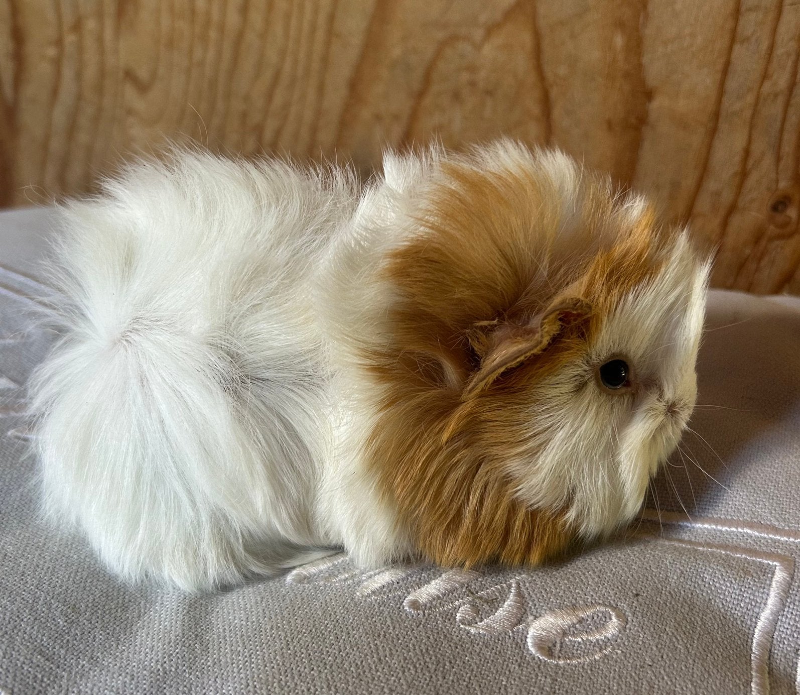 Jong cavia mannetje peruvian x borstel, Juli, Mannelijk, Cavia