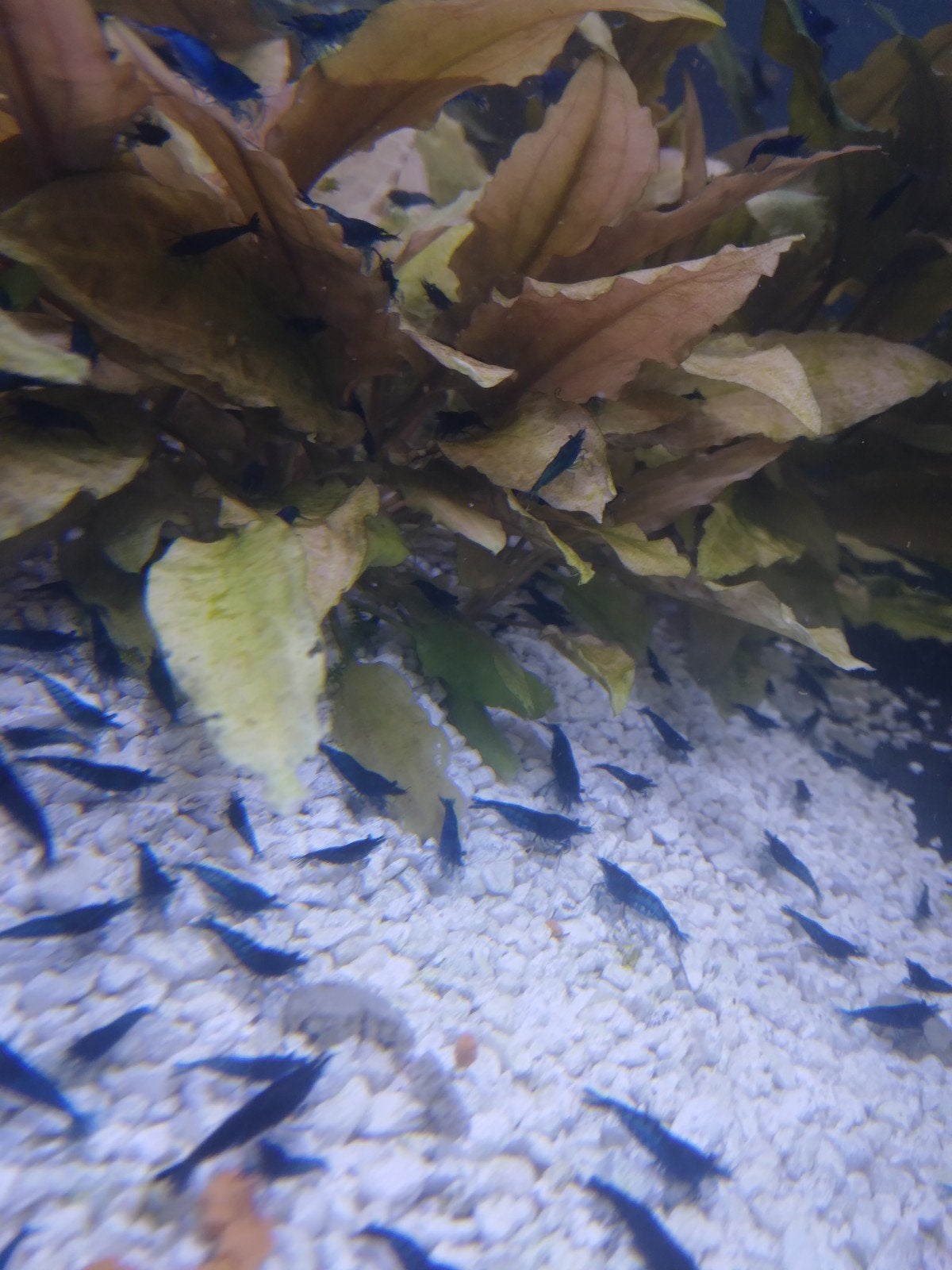 Blauwe garnaal; Neocaridina. 'Gelders Blauw', 1.5 - 2 cm.
'G, Kreeft, Krab of Garnaal, Zoetwatervis, Schoolvis