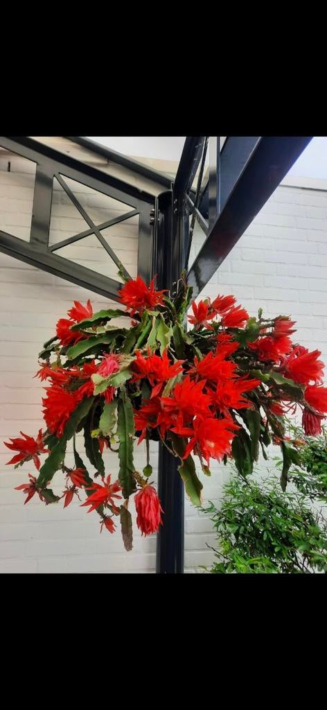 Rode Lidcactus Ephiphyllum ackermannii!, Ophalen of Verzenden