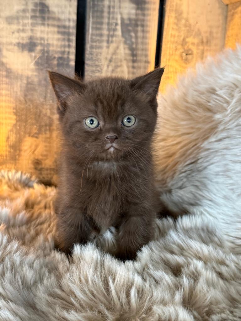💕brits(e) korthaar kittens 💕cinnemon  choco rood, Meerdere dieren, Gechipt, 0 tot 2 jaar