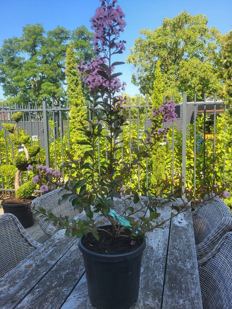 Lagerstroemia Eveline, Tuin en Terras, Volle zon, Vaste plant, Zomer, Ophalen