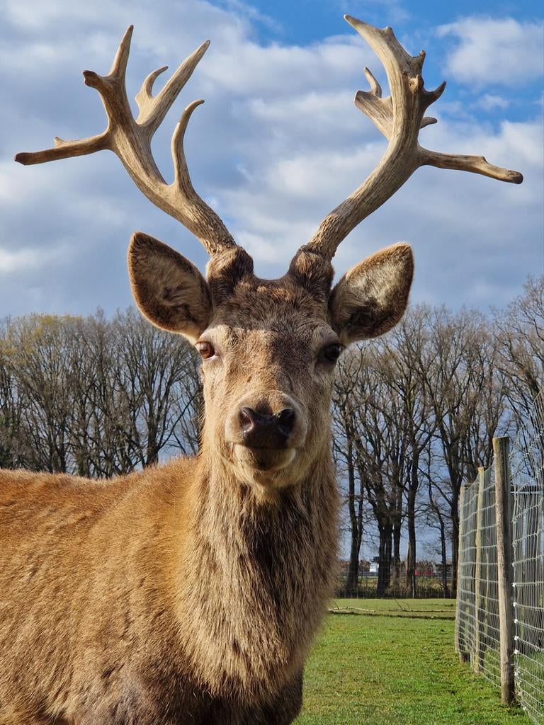 Edelhert bok met mooi veelbelovend gewei, Dieren en Toebehoren, Overige Dieren, Juni, Mannelijk