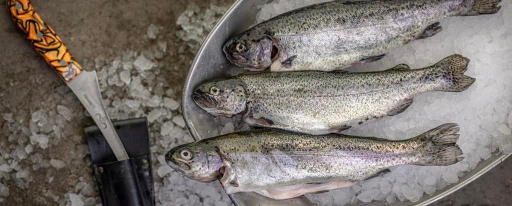 Zalm/forellen te koop, Ophalen of Verzenden, Zo goed als nieuw, Overige typen