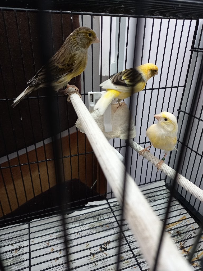 TIMBRADO KANARIES, Dieren en Toebehoren, Meerdere dieren, Zangkanarie