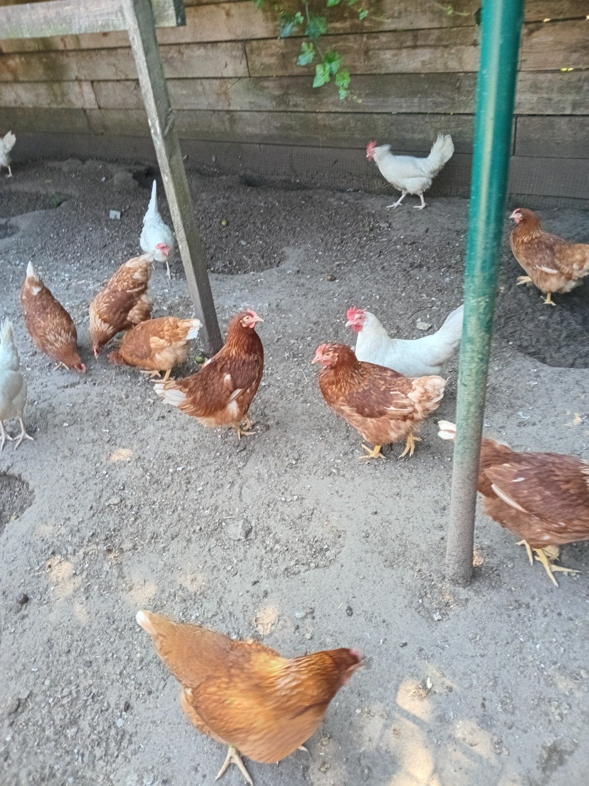 Legkippen witte en bruine, Vrouwelijk, Kip
