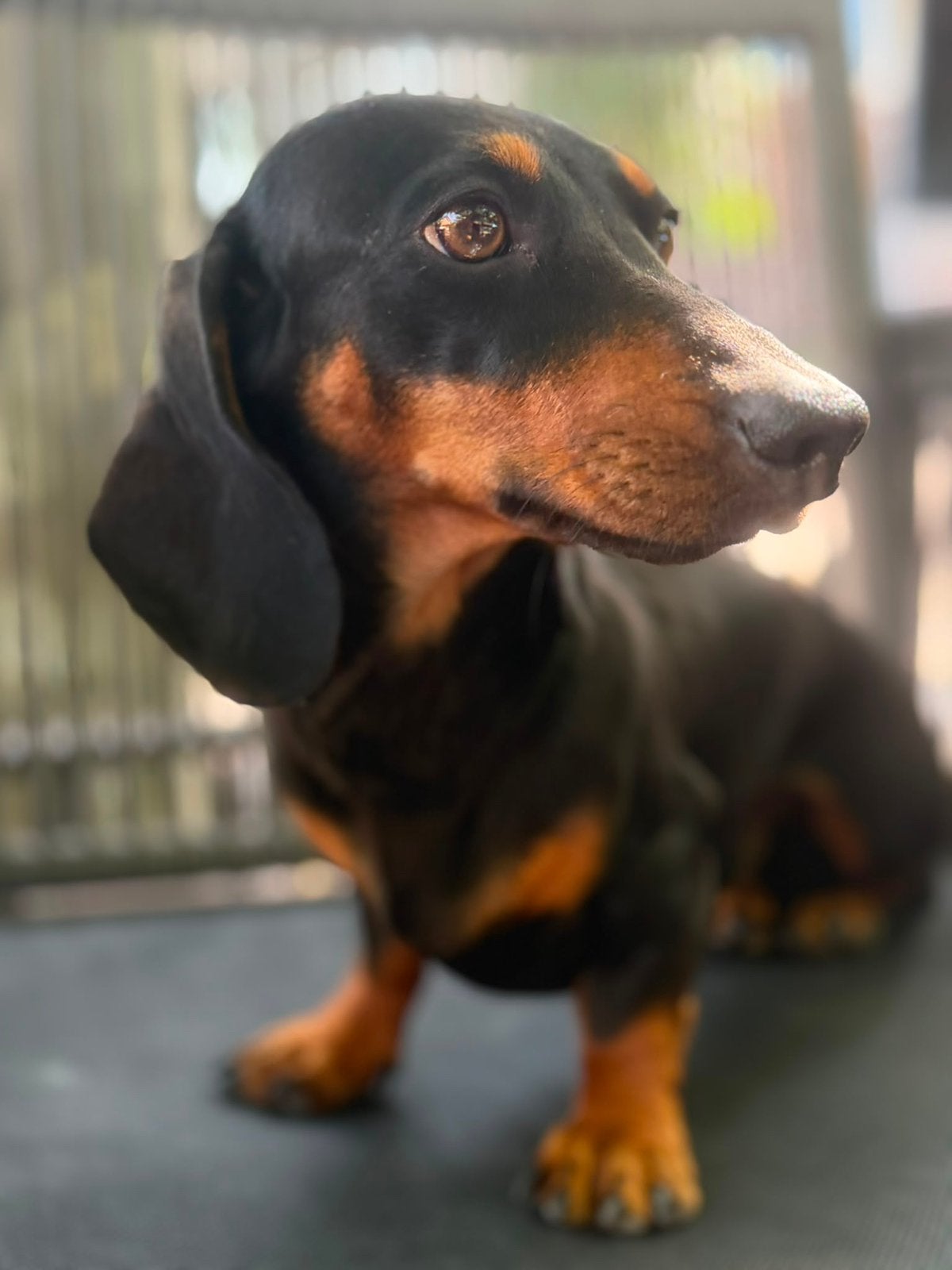 Liefdevol thuis gezocht voor onze Kaninchen Teckel Mattie, Kaninchen, Particulier, Reu, 1 tot 2 jaar