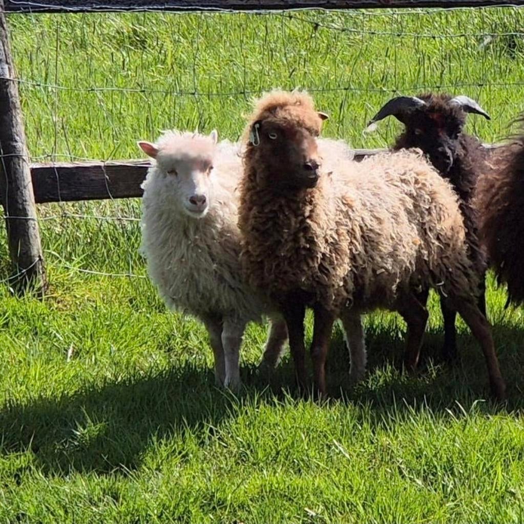 Mooie koppeltje Ouessants schaapjes., Dieren en Toebehoren, Schapen, Geiten en Varkens, Vrouwelijk, Schaap