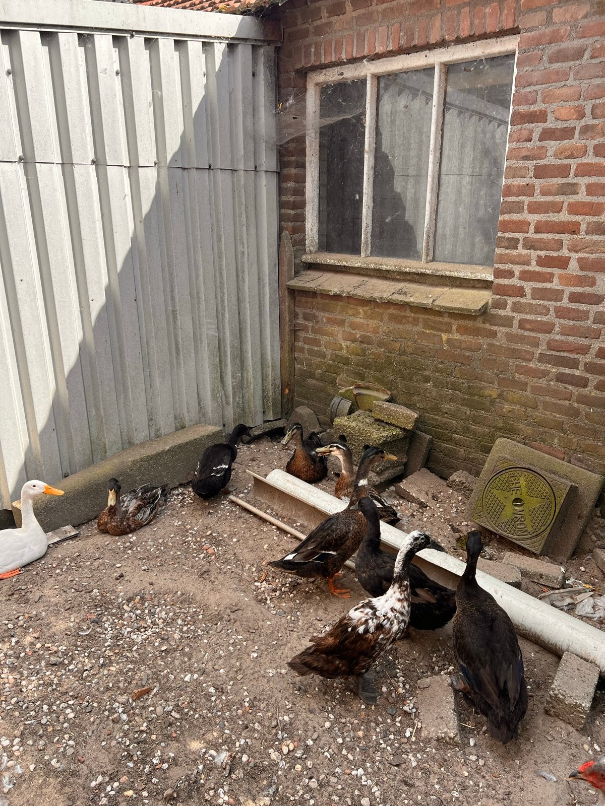 Mooie fleseenden, Dieren en Toebehoren, Meerdere dieren, Eend