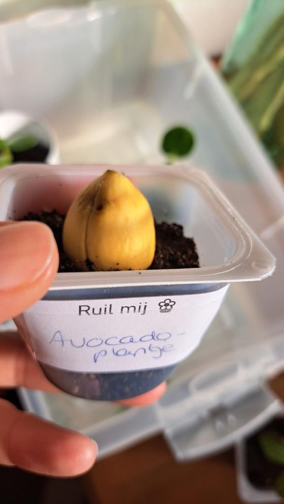 Avocado-plantje, Ophalen, Halfschaduw, Minder dan 100 cm