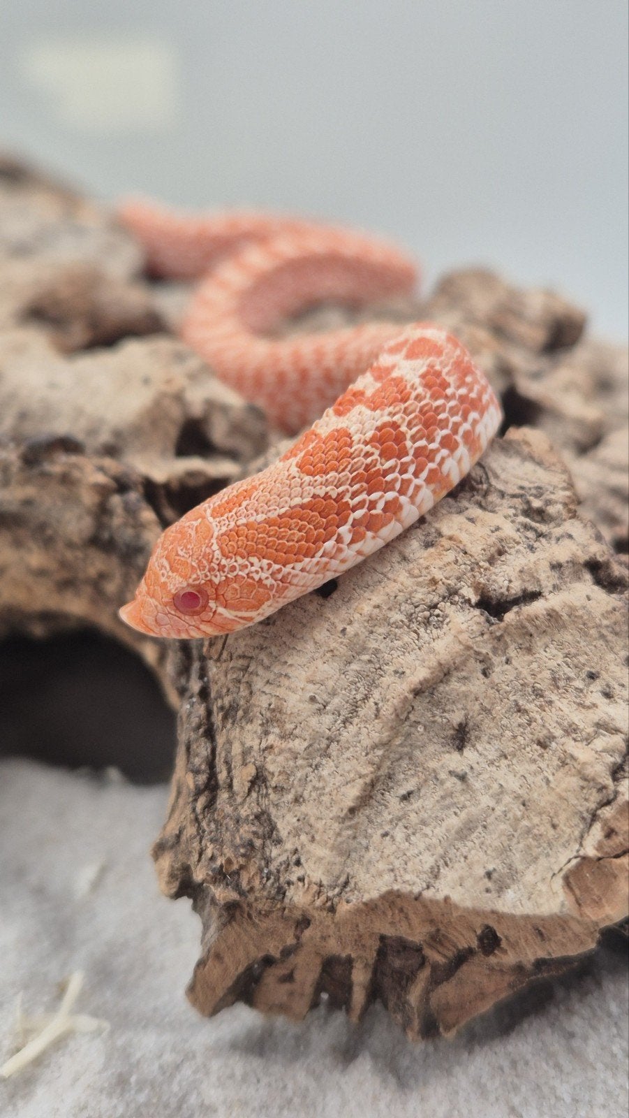 Ex red albino Haakneusslang, Dieren en Toebehoren, Slang, Tam, 0 tot 2 jaar