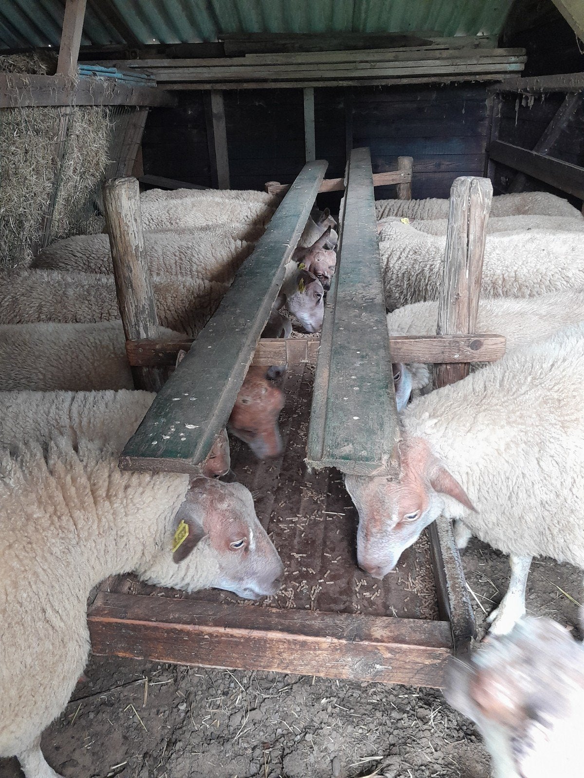 Schapen, Vrouwelijk, Schaap