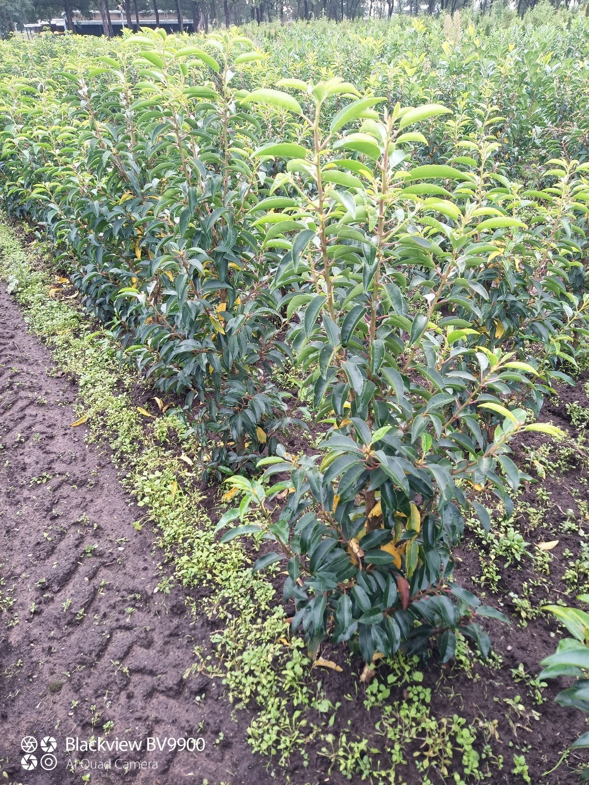 Portugese laurier struiken Prunus l angustifolia 80-100cm