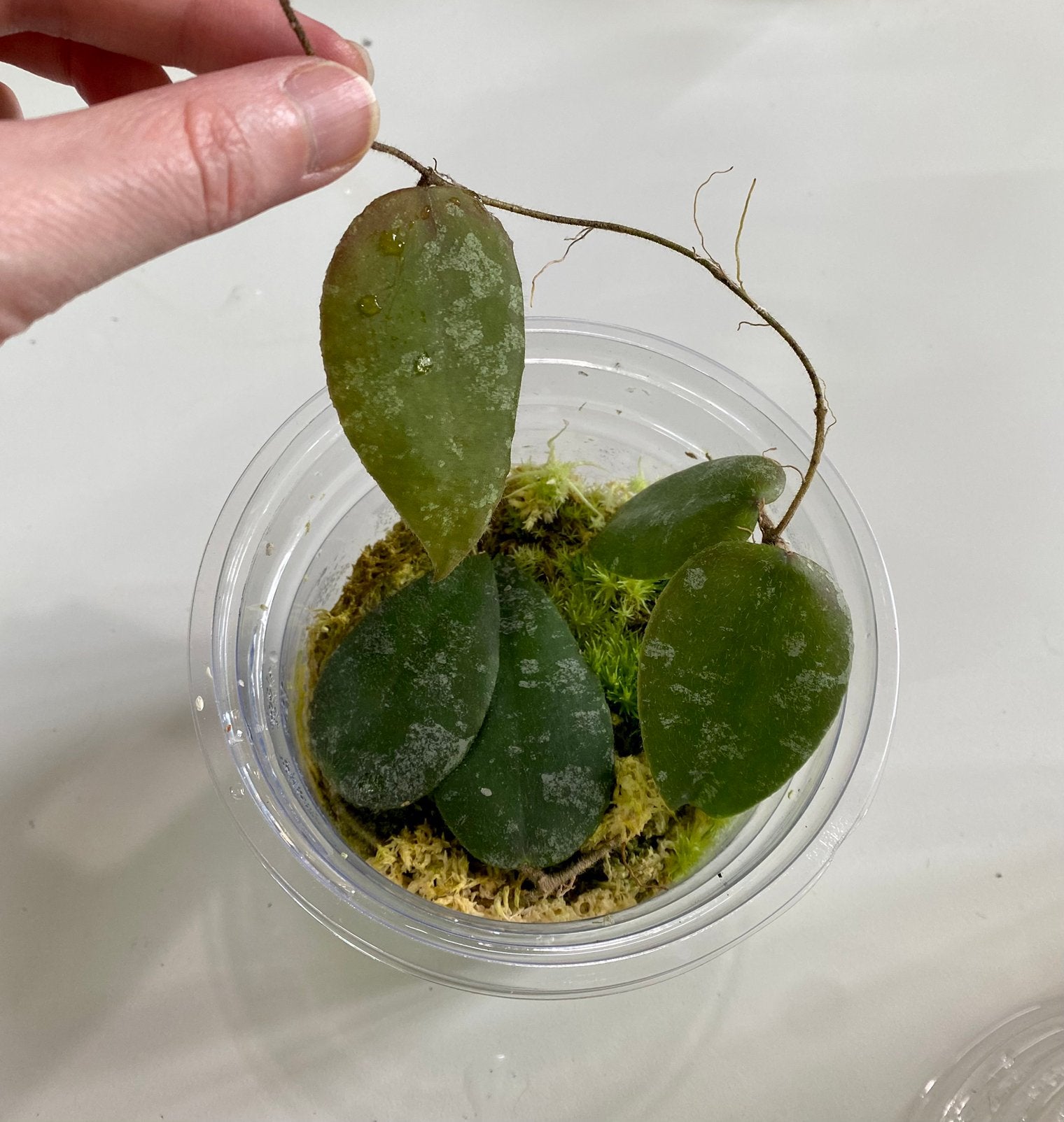Hoya Caudata Sumatra, Huis en Inrichting, Kamerplanten, Ophalen of Verzenden, Halfschaduw, Minder dan 100 cm