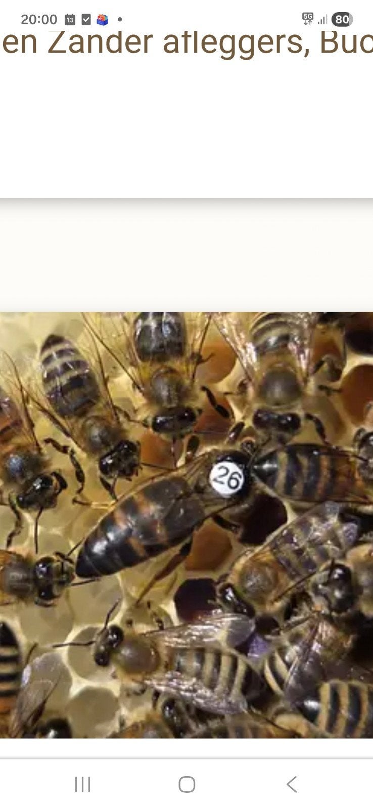 carnica koningin, Dieren en Toebehoren, Bijen
