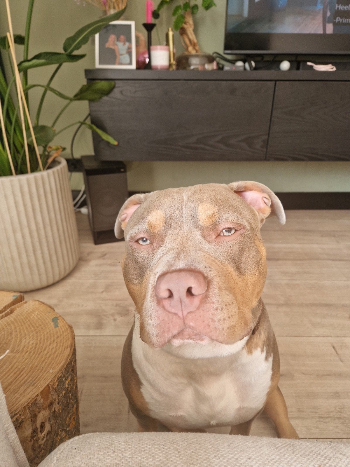 Pablo, Reu, 1,5 jaar oud, Reu, 1 tot 2 jaar, Eén hond, Middel