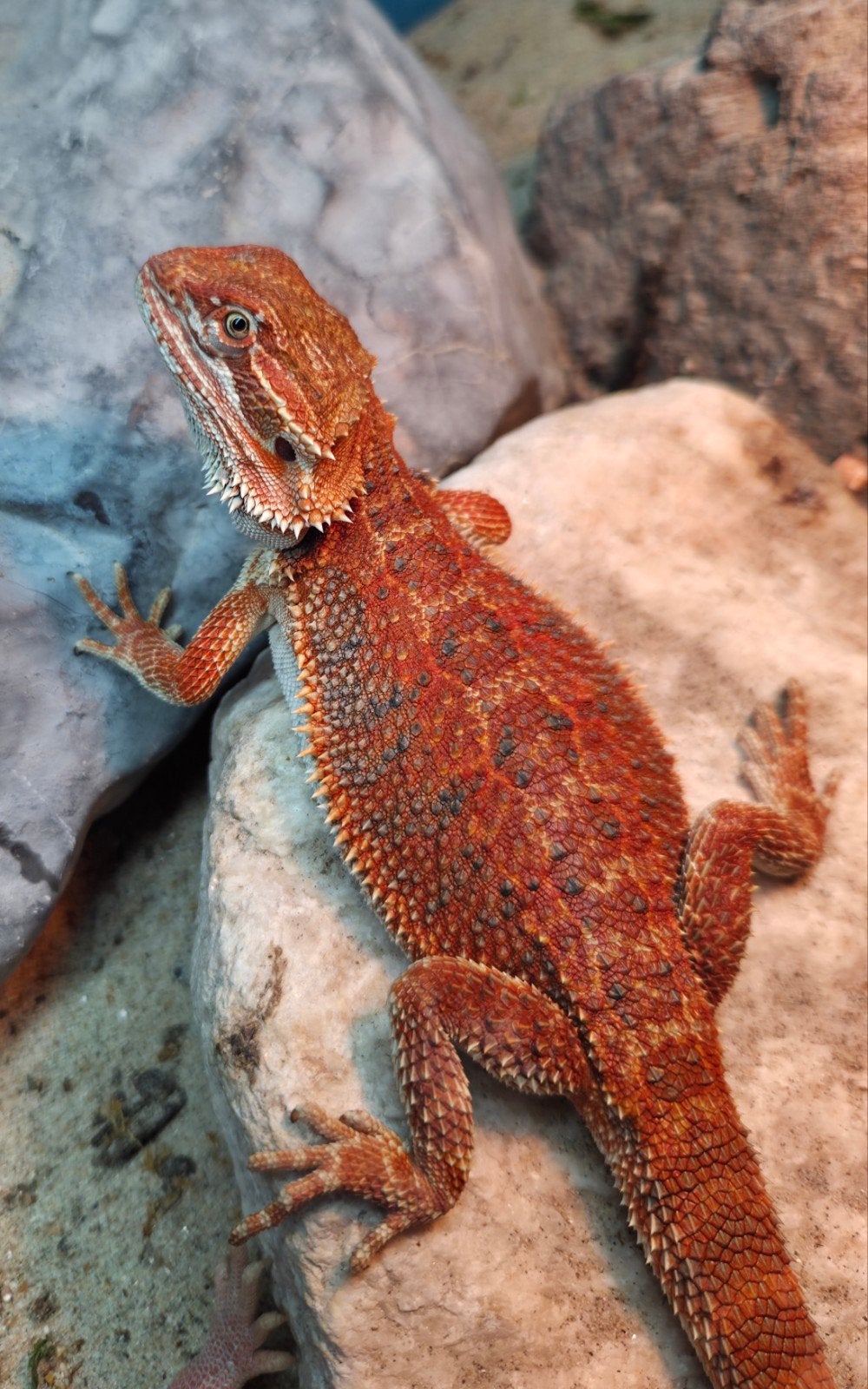 Aanbieding  mooie spanishred tiger baardagaam mannetje Bearded Dragon - male for sale from hobby kweker DB Dragons