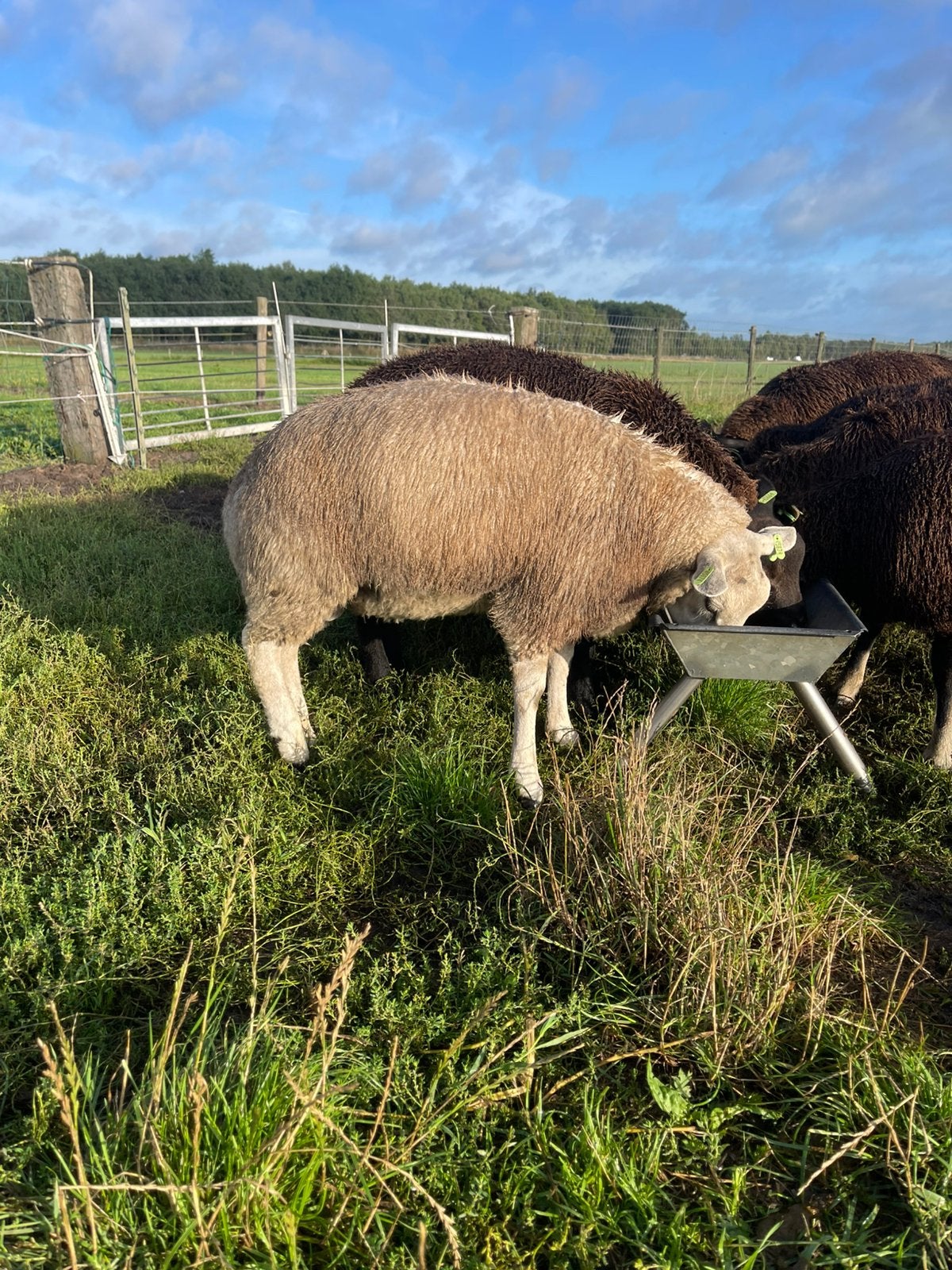 Stamboek Texelaar Dekram wit met Dassenkop bloed, Dieren en Toebehoren, Schapen, Geiten en Varkens, Mannelijk, Schaap, 0 tot 2 jaar